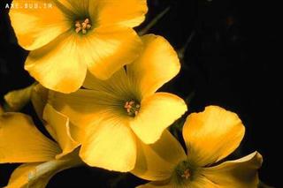 گفتگوی ازاد